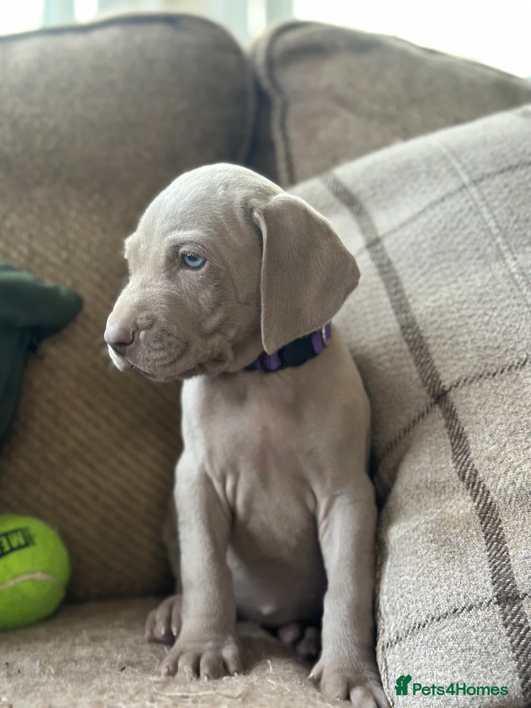 Weimaraner dogs for sale: 🐾Ready Now KC REG SILVER WEIMARANER PUPPIES 🐾 - Advert 39