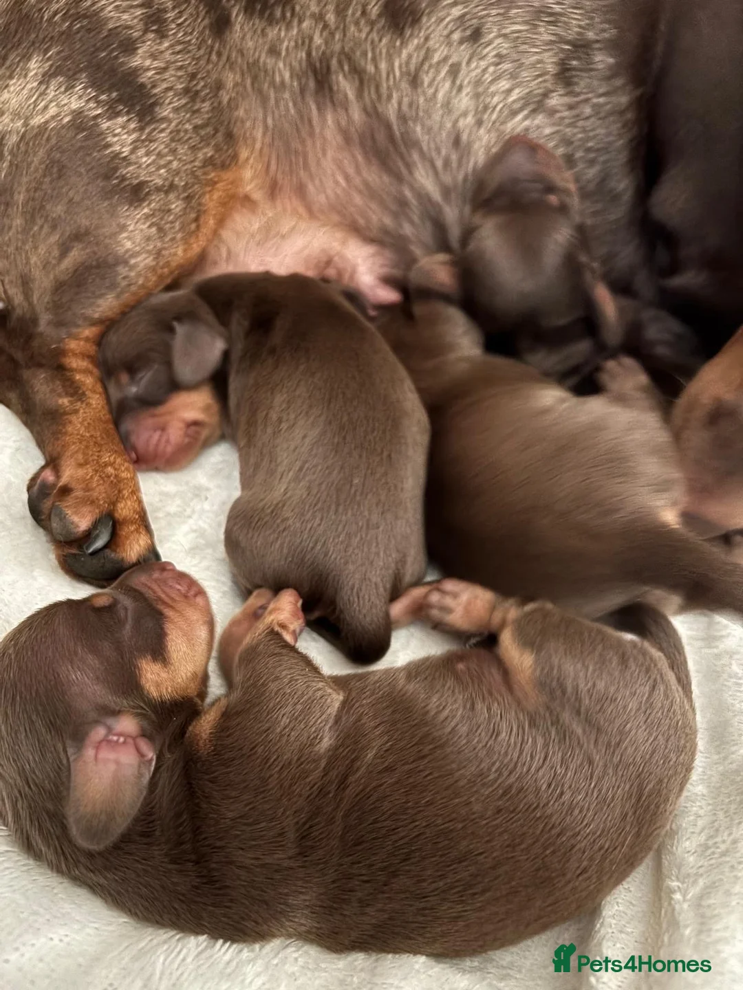 Dachshund dogs for sale: KC Registered Smooth-haired Miniature Dachshunds  in Halstead - Advert 1