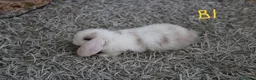 Mini Lop rabbits for sale: Mini Lop babies - Bucks - Advert 6
