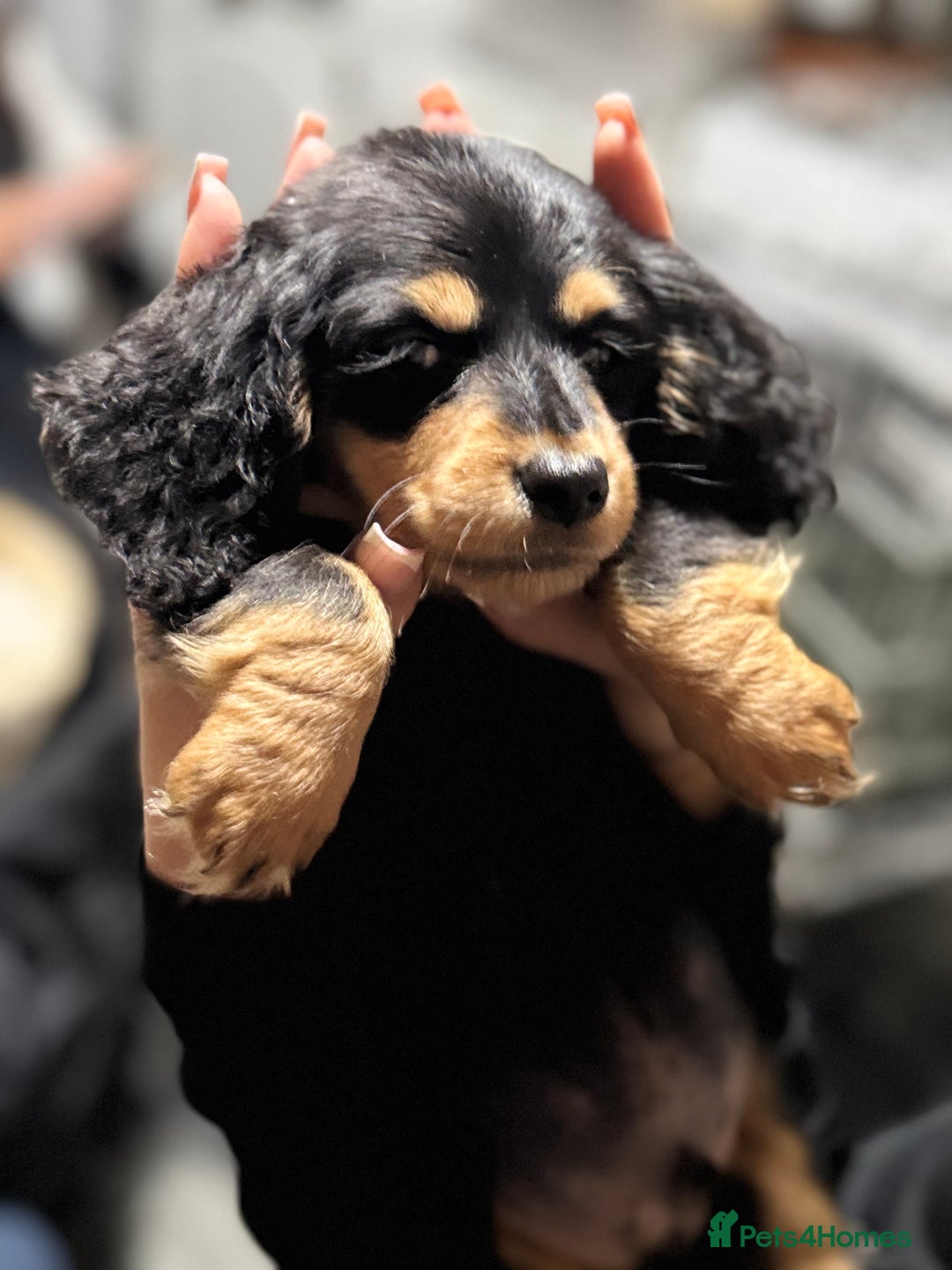 Miniature Dachshund dogs for sale: Longhair miniature Duchshund 🩵1boy 1girl left🩷 - Advert 5
