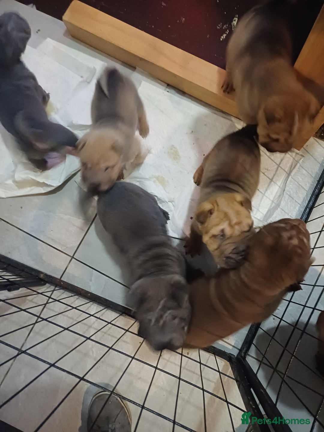 Shar Pei dogs for sale: Only 3 left beautiful pups ready to leave  - Advert 28