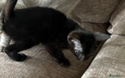 Serengeti cats for sale: Handsome tica reg black smoke male  - Image 21