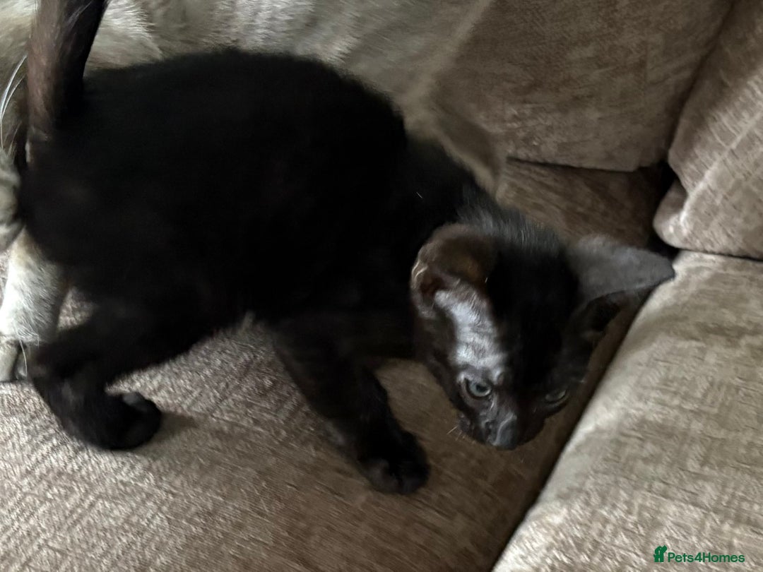 Serengeti cats for sale: Handsome tica reg black smoke male  - Image 21