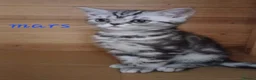 Mixed Breed cats for sale: Classic Silver Tabby boy . - Advert 4