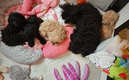 Shihpoo dogs for sale: imperial shihtzu xshipoo - Image 1
