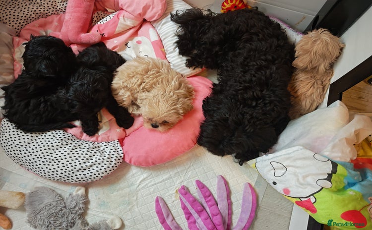 Shihpoo dogs - Advert 11
