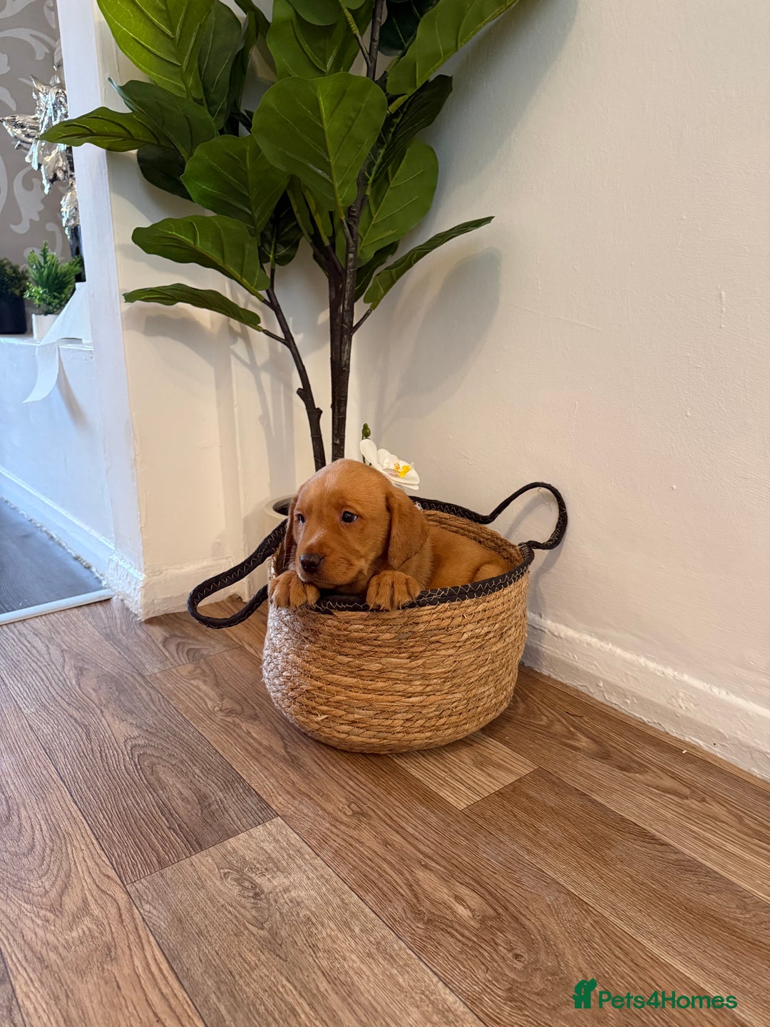 Labrador Retriever dogs for sale: Labrador pups for sale  - Advert 21