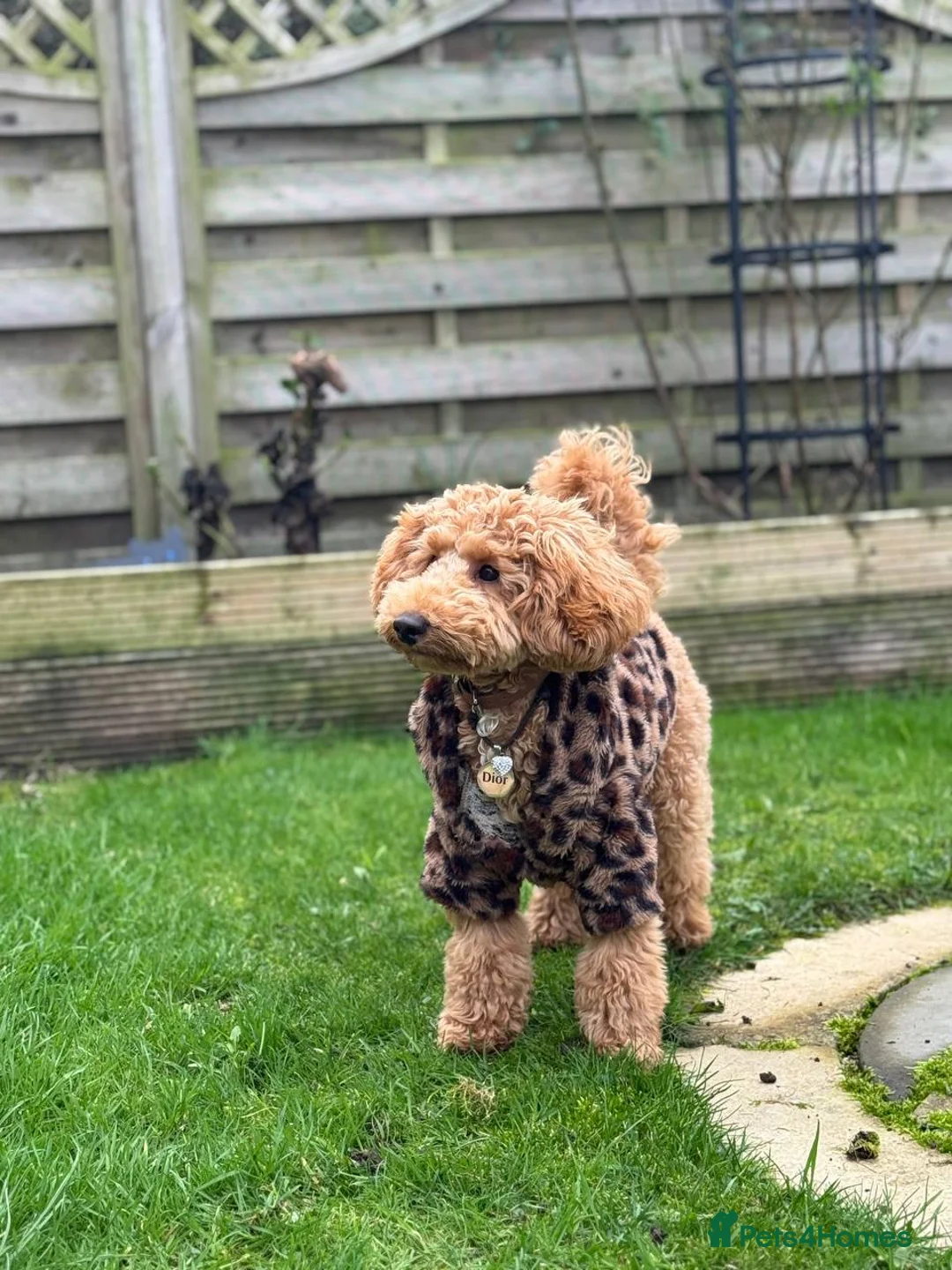 Toy Poodle dogs for stud: KC Registered Toy Poodle Stud – Healthy & Strong - Advert 1