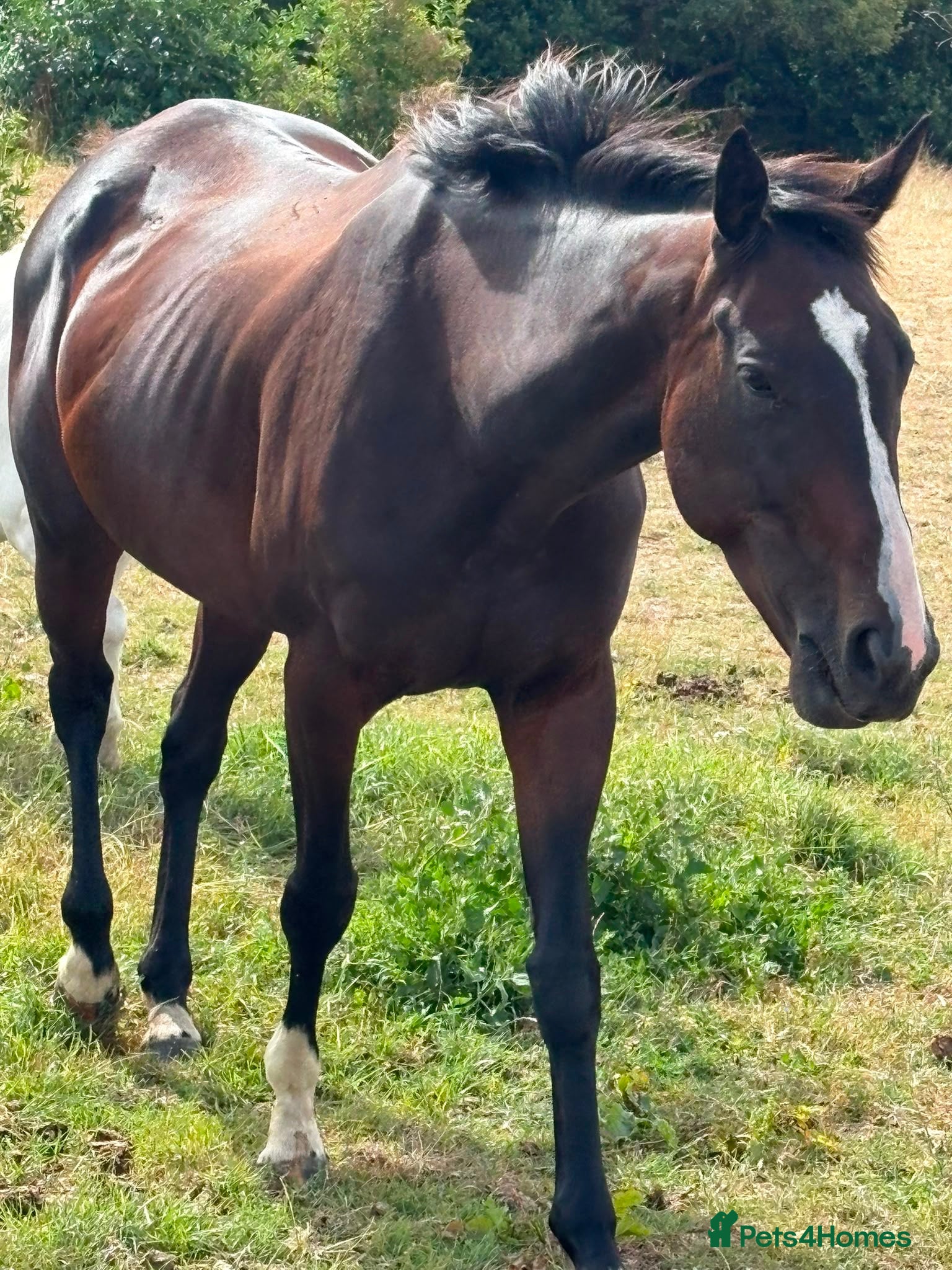 English Thoroughbred horses 16hh tb mare  - Advert 2
