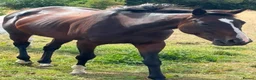 English Thoroughbred horses for sale: 16hh tb mare  - Advert 1