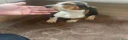 Basset Hound dogs for sale: Bassett hound puppies - Advert 13