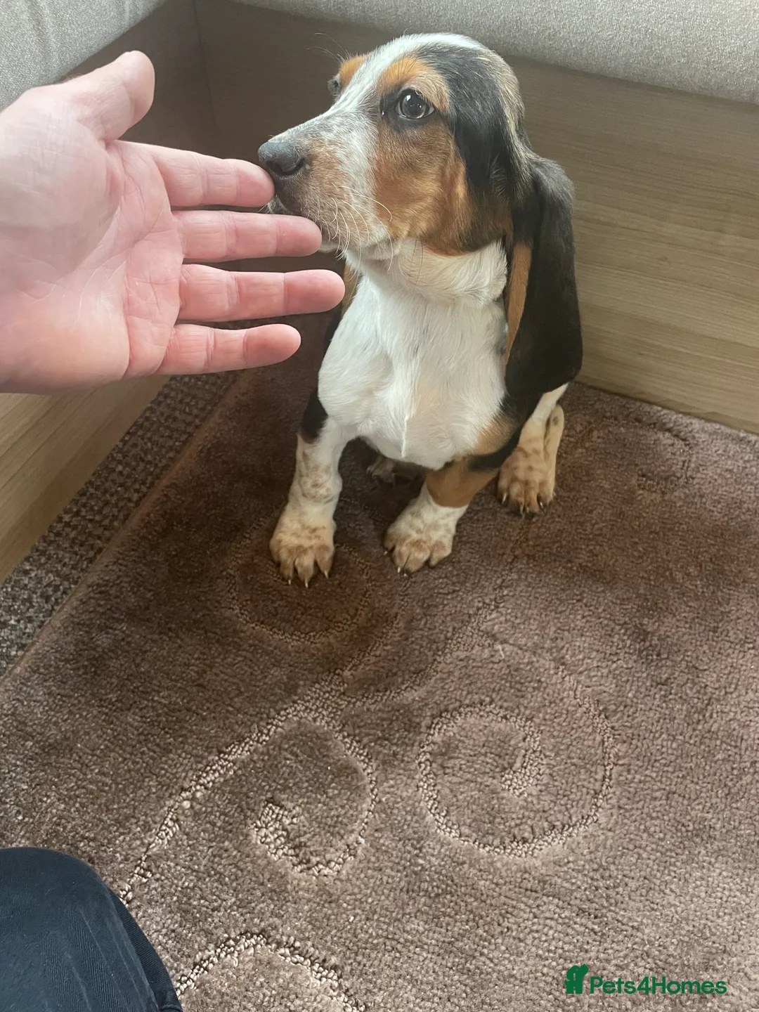 Basset Hound dogs for sale: Bassett hound puppies - Advert 13