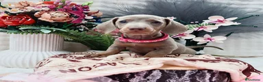 Miniature Dachshund Puppy 5