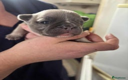 French Bulldog dogs for sale: Kc registered french bulldog puppies - Image 16