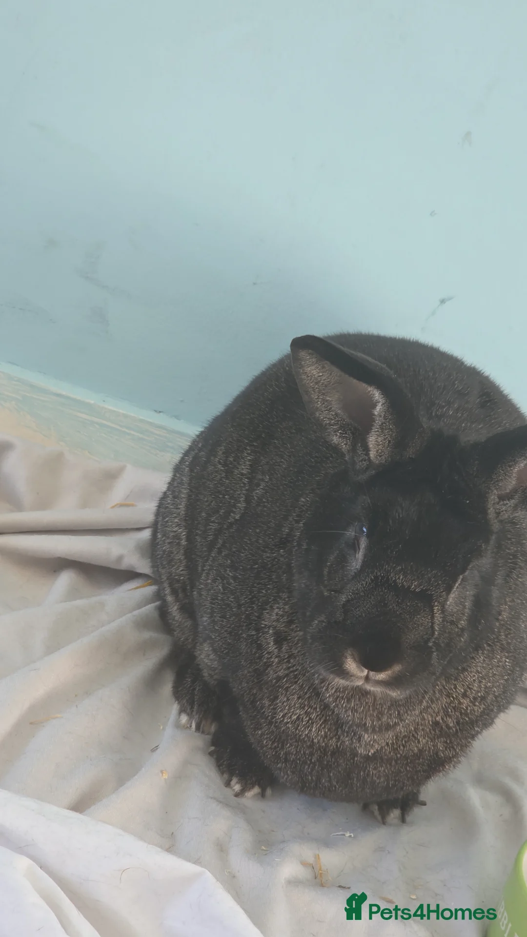 Silver Fox rabbits for sale: Silver-Fox Rabbit  in Peterborough - Advert 1