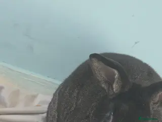 Silver Fox rabbits Silver-Fox Rabbit - Advert 5