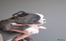 French Bulldog dogs for sale: Husky Panda Koi Frenchie = last 3 ready next week - Image 11