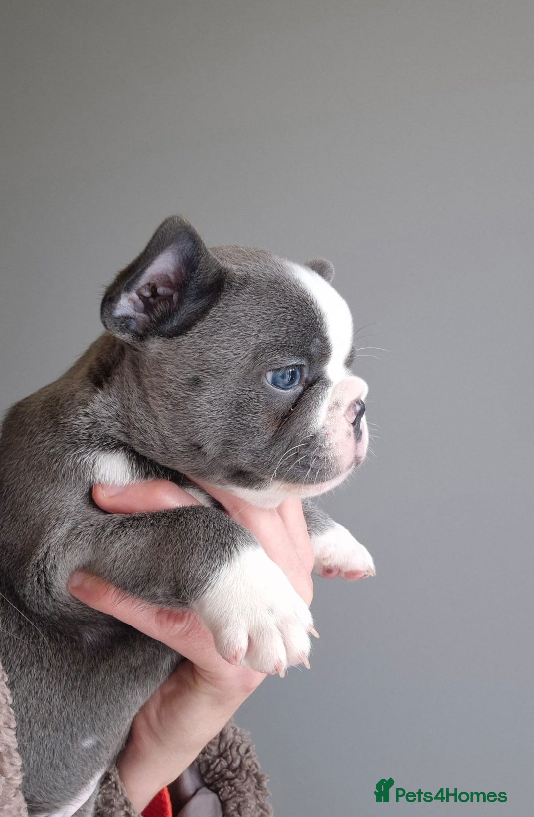 French Bulldog dogs for sale: Husky Panda Koi Frenchie = last 3 ready next week - Image 11