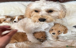 Cavapoo dogs for sale: Beautiful cavapoos - Image 21
