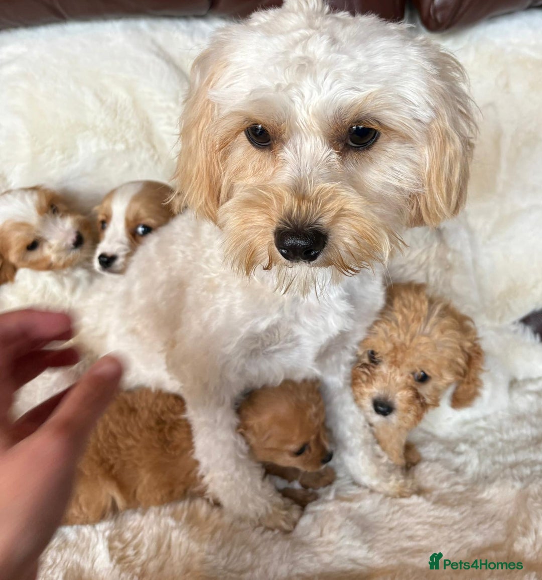 Cavapoo dogs for sale: Beautiful cavapoos - Image 21