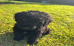 Miniature Poodle dogs for sale: Last Boy and Girl Miniature Poodle puppies  - Image 3
