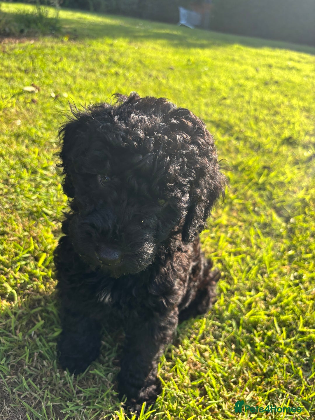 Miniature Poodle dogs for sale: Last Boy and Girl Miniature Poodle puppies  - Image 3
