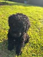 Miniature Poodle dogs - Advert 1