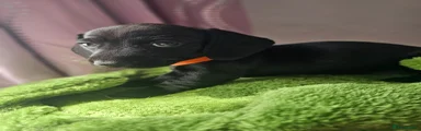 Full black female 