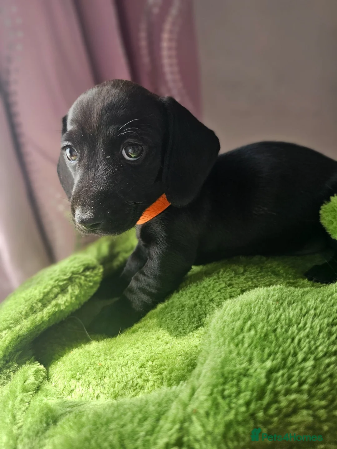Dachshund dogs for sale: Miniture Dashshunds READY TO RESERVE - Advert 1
