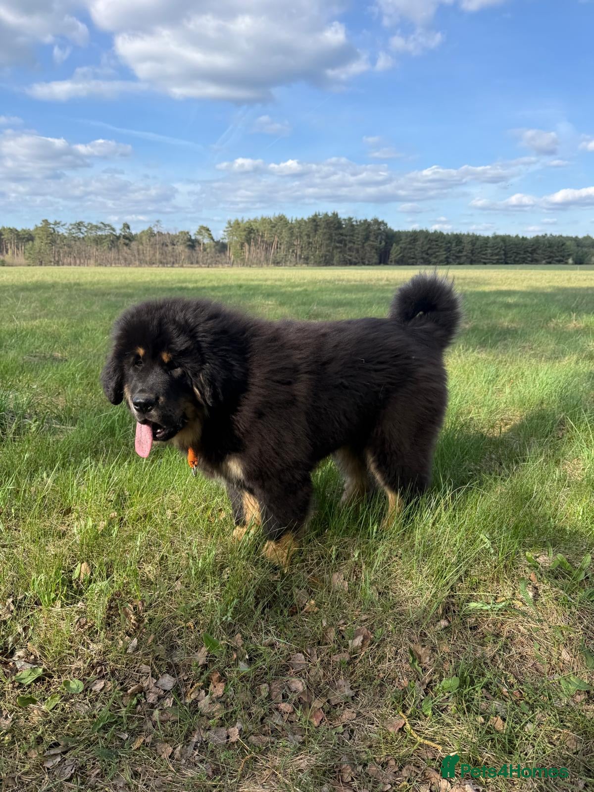 Tibetan Mastiff dogs Tibetan Mastiff Puppies - Advert 3