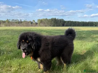 Tibetan Mastiff dogs Tibetan Mastiff Puppies - Advert 3