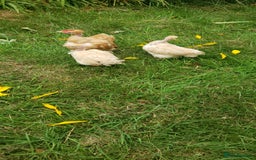 Chickens poultry for sale: Naked Neck Bantams chicks/growers in York - Image 3