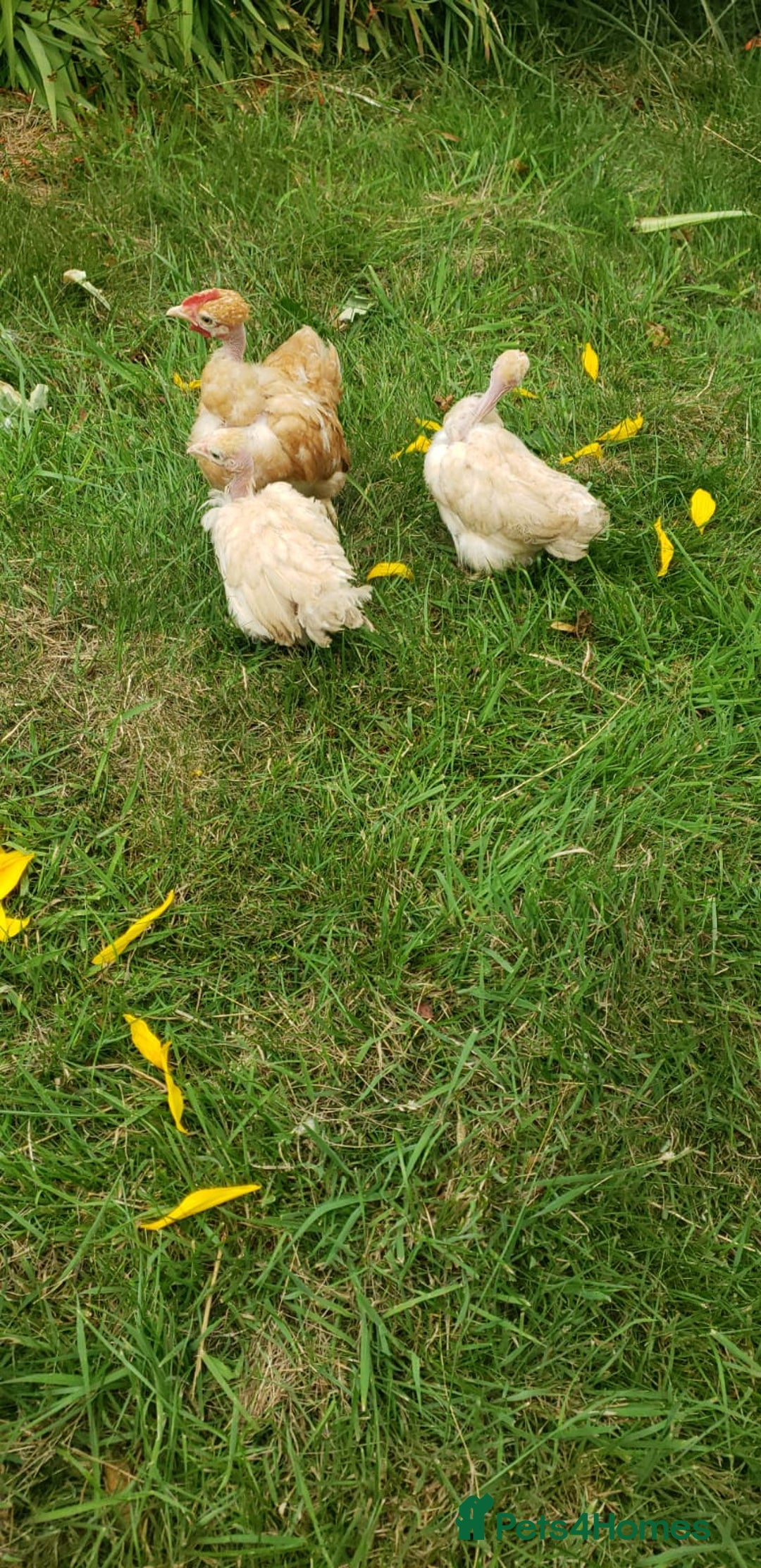 Chickens poultry for sale: Naked Neck Bantams chicks/growers in York - Image 3
