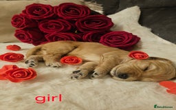 Cockapoo dogs for sale: Beautiful Cockapoo Puppy's  - Image 1