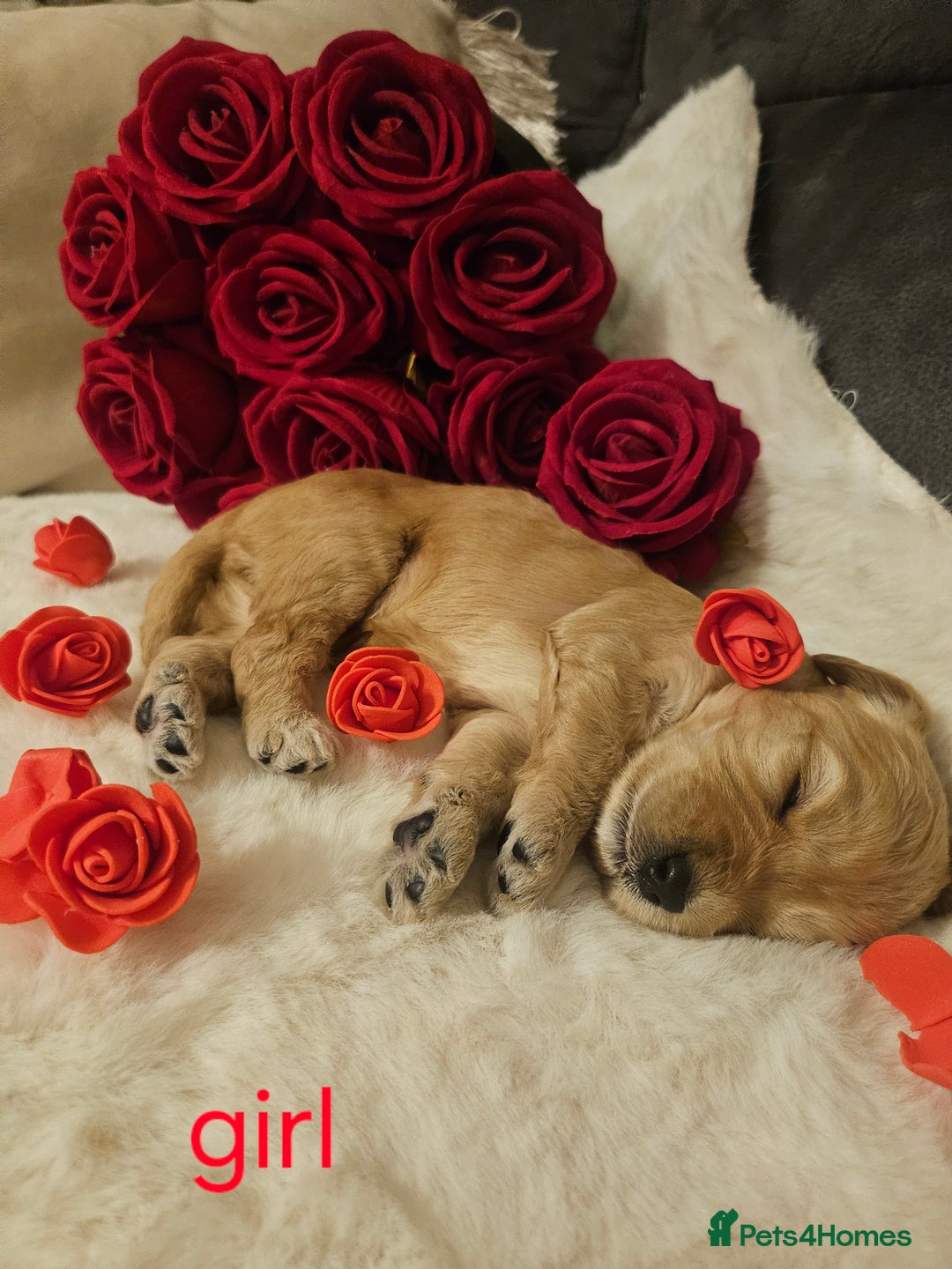Cockapoo dogs for sale: Beautiful Cockapoo Puppy's  - Image 1