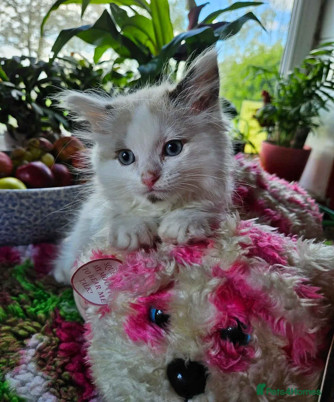 Ragdoll cats for sale: * Gorgeous Bi-coloured Ragdoll Male Kitten * - Advert 2