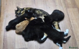 British Shorthair cats for sale: Beautiful Lively Kittens   - Image 1