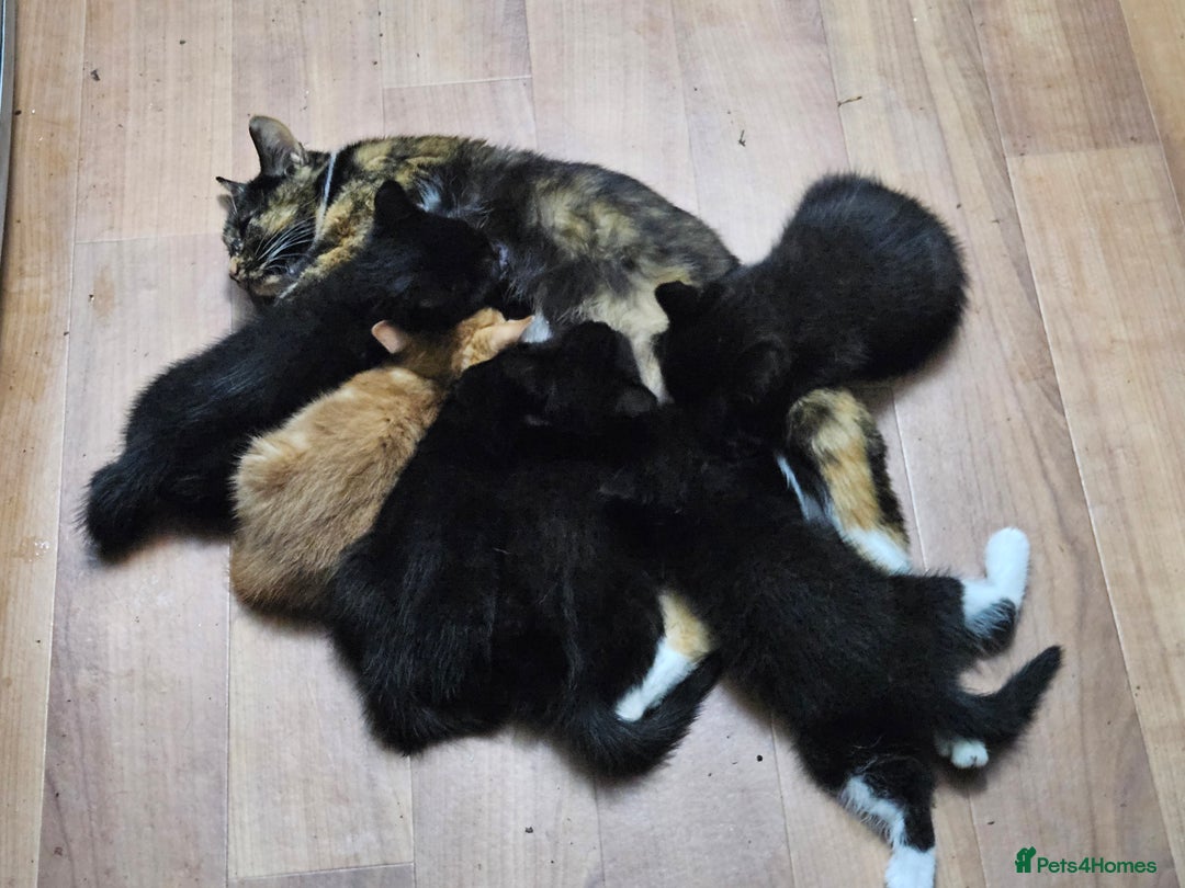British Shorthair cats for sale: Beautiful Lively Kittens   - Image 1