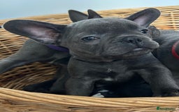 French Bulldog dogs for sale: Solid Blue French Bulldog  - Image 26