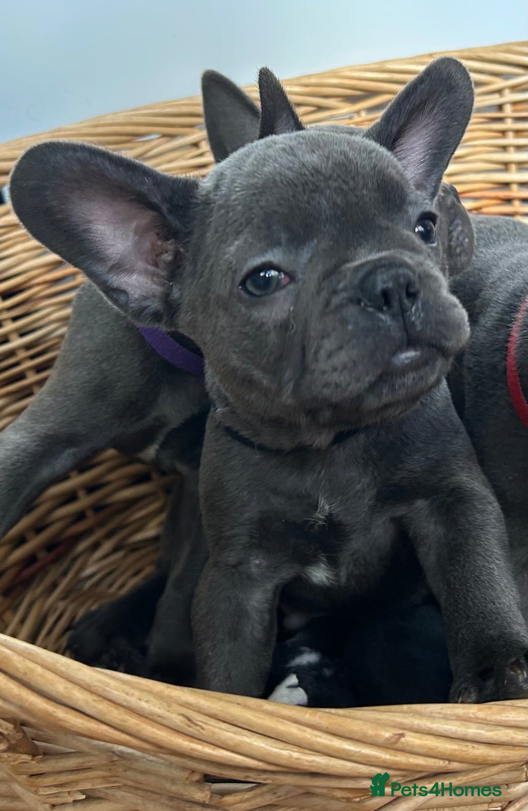French Bulldog dogs for sale: Solid Blue French Bulldog  - Image 26