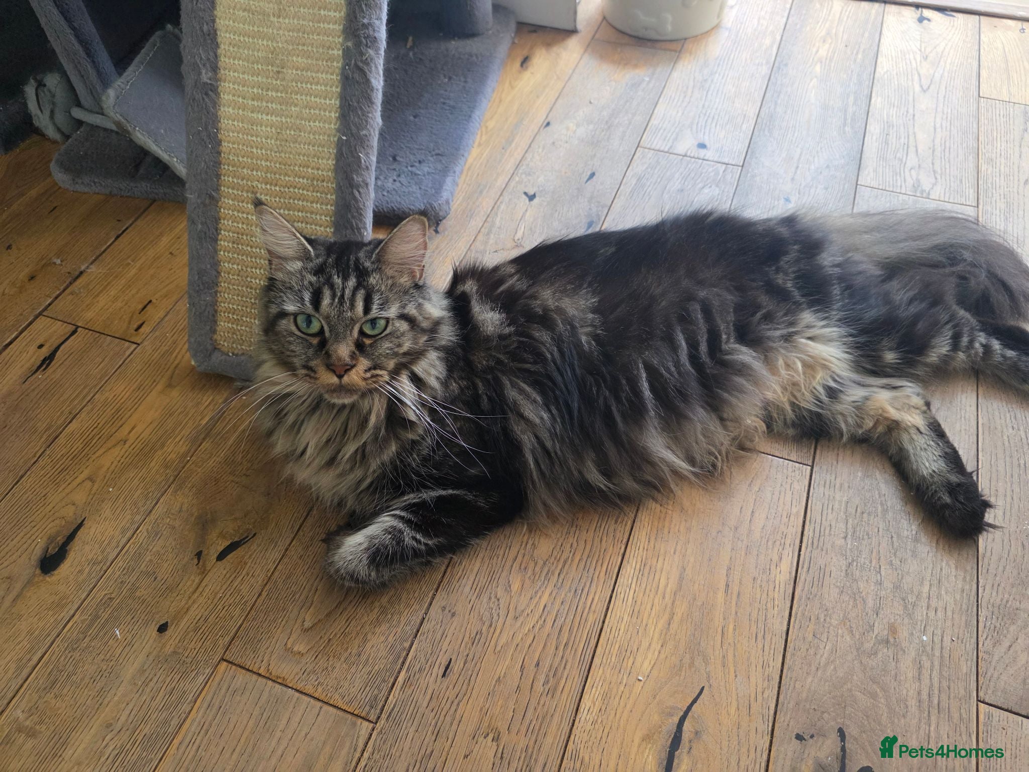 Maine Coon cats Maine coons kittens 1g and 4 boys - Advert 2