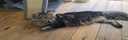 Maine Coon cats for sale: Maine coons kittens 1g and 4 boys - Advert 2