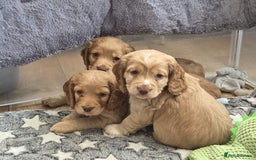 Cocker Spaniel dogs for sale: Cocker spaniel puppy  - Image 1