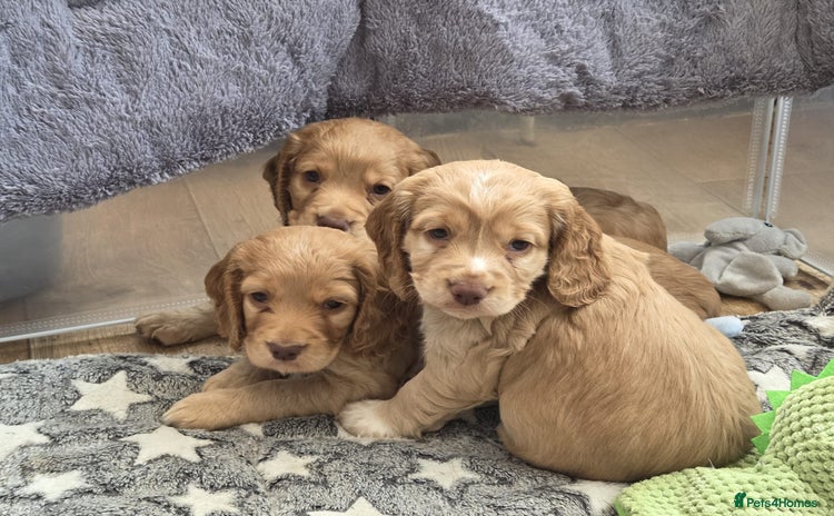 Cocker Spaniel dogs - Advert 4
