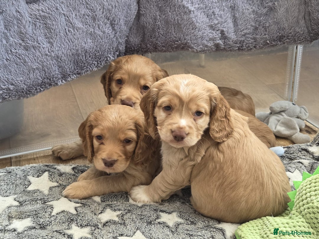 Cocker Spaniel dogs for sale: Cocker spaniel puppy  - Image 1
