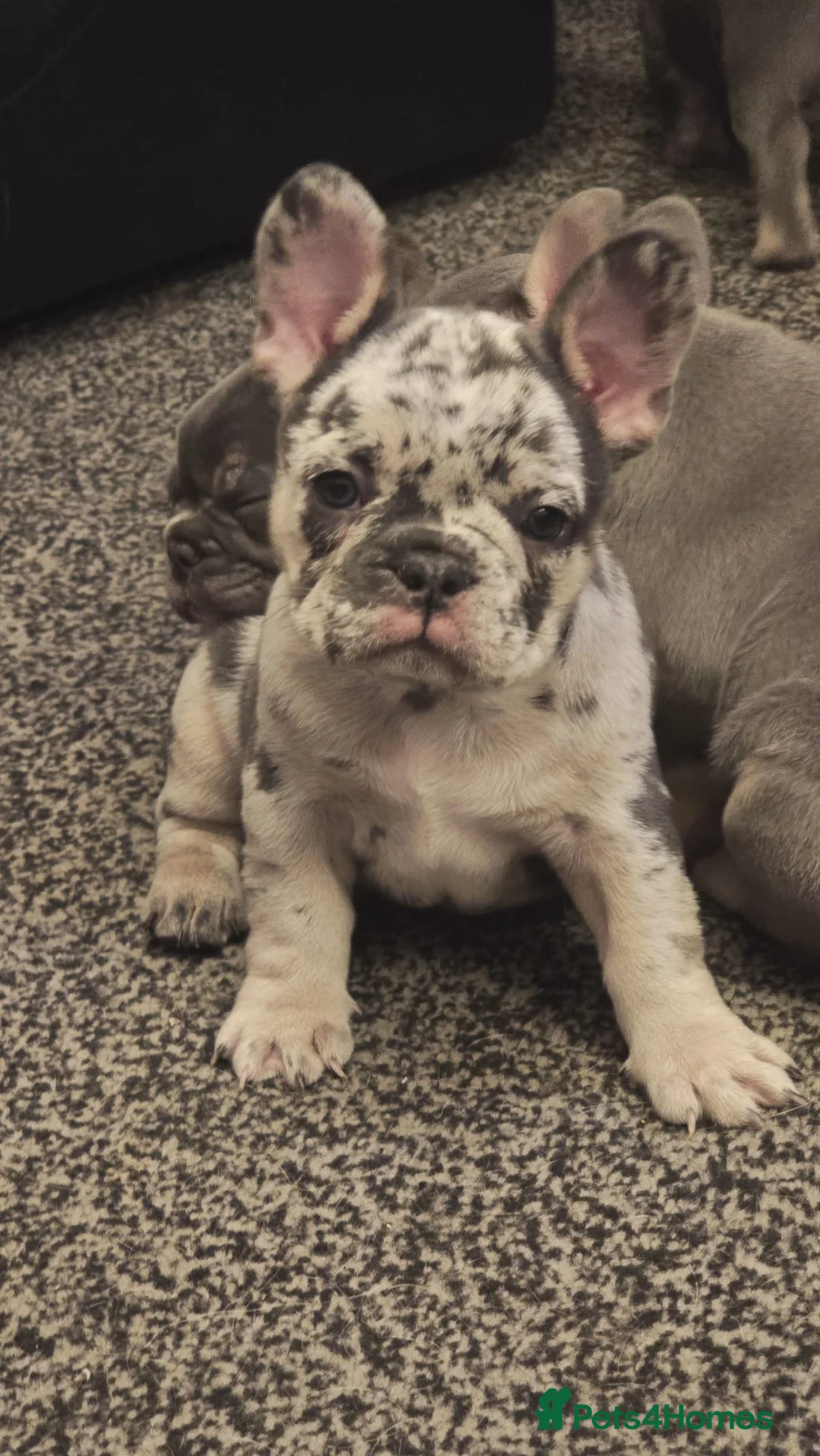 French Bulldog dogs for sale: Probably the best litter of Frenchies in the UK - Advert 37
