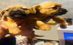 Mixed Breed dogs for sale: Beautiful puppies  - Image 4