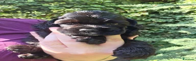 American Cocker Spaniel 1