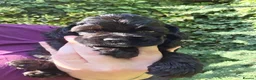 American Cocker Spaniel dogs for sale: American cocker spaniels puppies - Advert 17