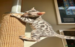 Bengal cats for sale: Female Bengal kitten available now - Image 13